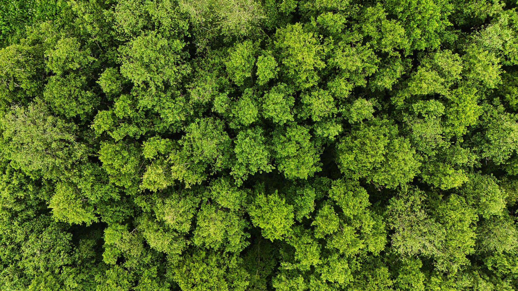 Aerial view of the lush green canopy of a forest, a natural ally in carbon dioxide removal.