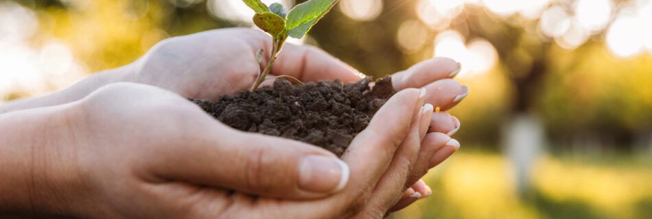 Hands holding soil with a young plant, lit by sunlight.