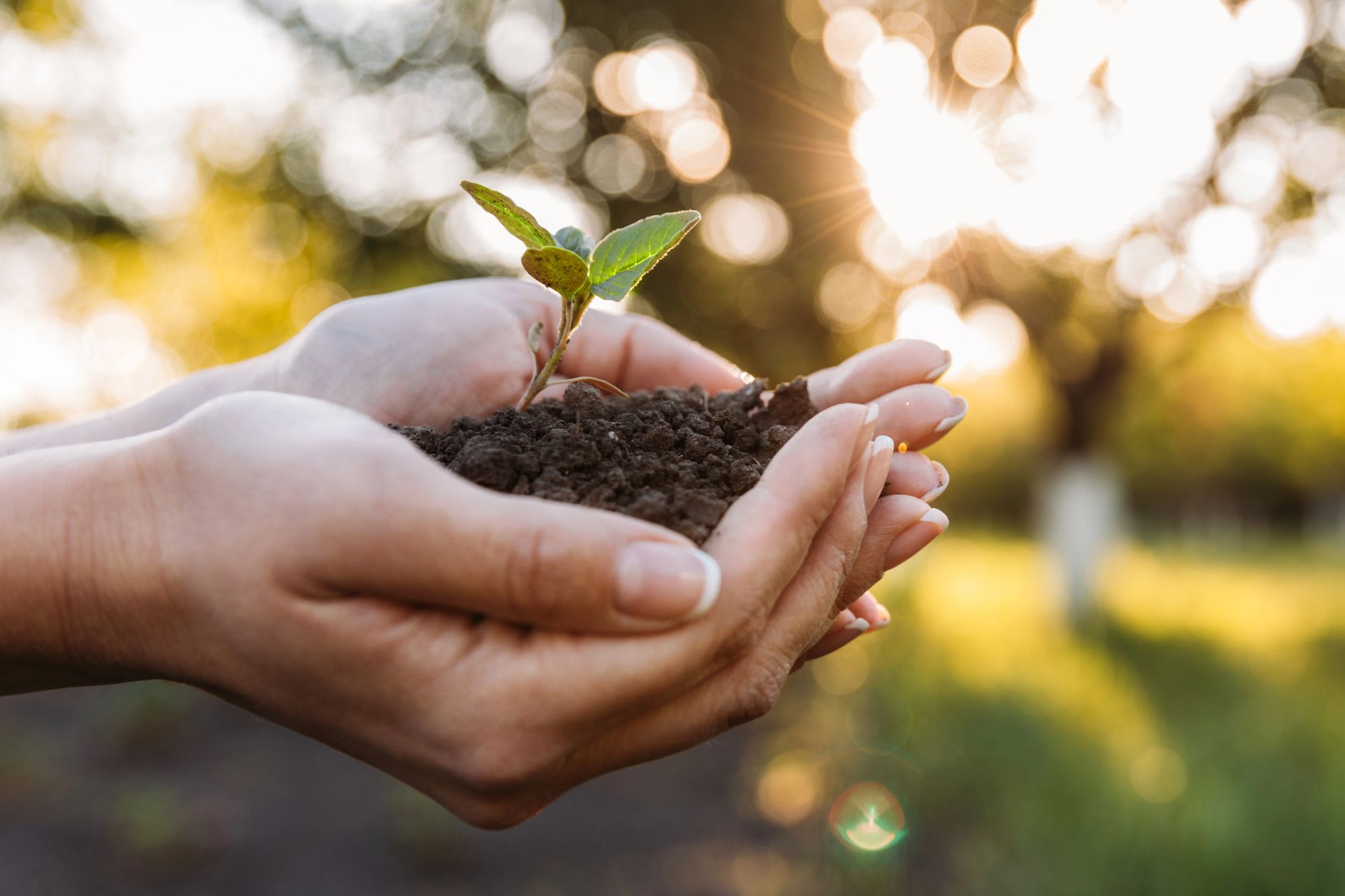 Hands holding soil with a young plant, lit by sunlight.